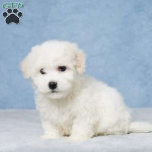 Marshall, Bichon Frise Puppy